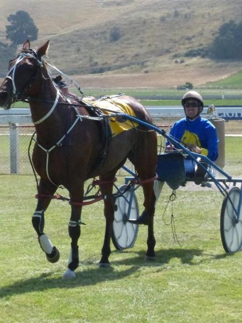 Al Raza is one of the better Otago-trained chances of making it to the Harness Jewels on May 31....