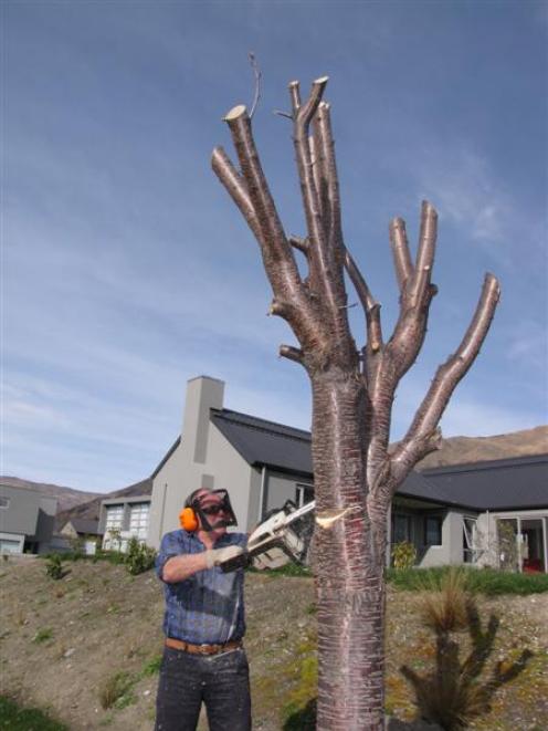 Alan Chisholm, of Wanaka's Old Station Ave, cuts down a flowering cherry tree outside his house...
