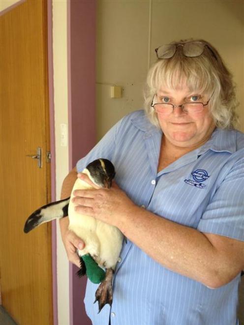 Alexandra veterinarian Sue Robb with the injured rockhopper penguin after operating on it last...