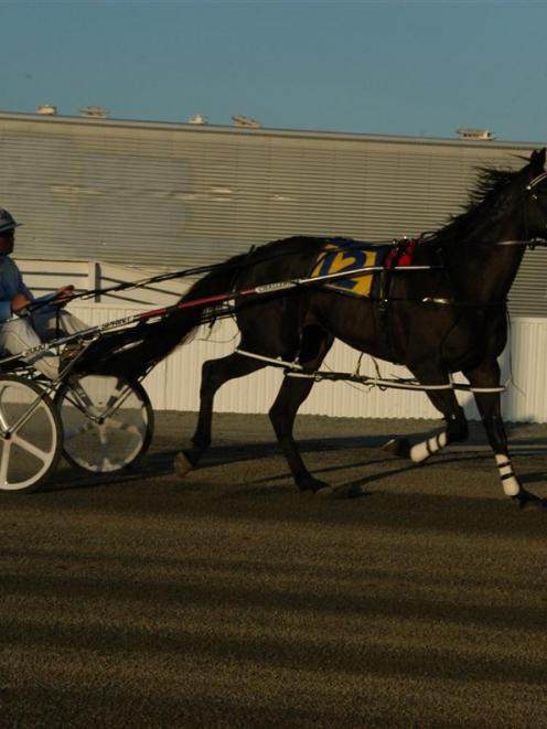 Alexis (Mark Jones), the talented 3yr-old filly who will race next in the fillies heat at...
