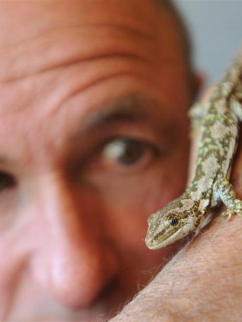 Alf Webb volunteers his time to monitor the behaviour of jewelled geckos, similar to this...