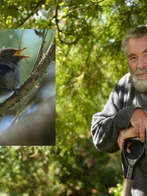 Amateur botanist David Lyttle checks out the changes in his garden since  possum numbers have...