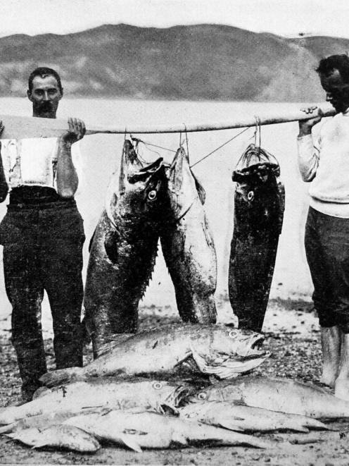 Amateur fishermen with hapuka caught at Wellington Heads. The largest fish weighed 80lb (36.3 kg)...