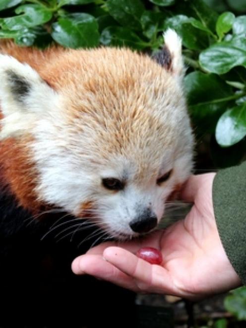Amy the red panda. Photo / supplied