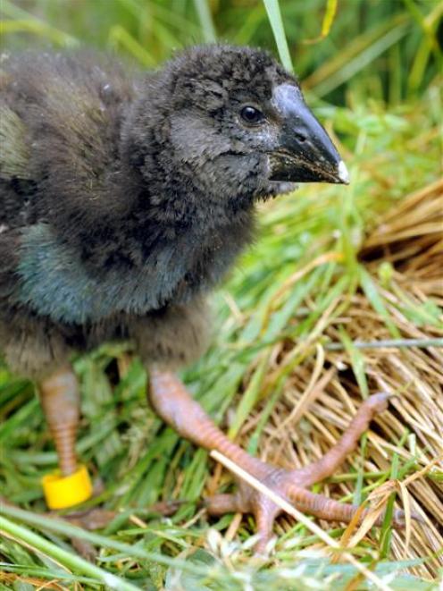 An 8-week-old takahe chick at the Department of Conservation Burwood facility, near Te Anau....