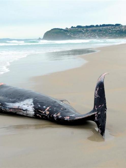 An adult female strap-toothed whale lies dead on St Kilda Beach, near Lawyers Head, after washing...