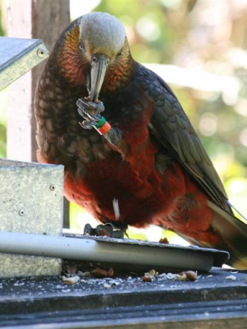 An adult male kaka at an Orokonui feeding station. Photo by Neville Peat.