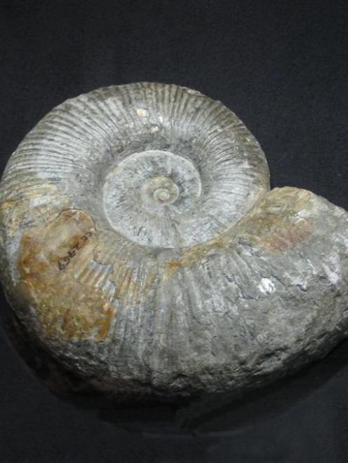 An ammonite fossil records the coiled shell of an ancient mollusc. Photo by Marianna Terezow, GNS...