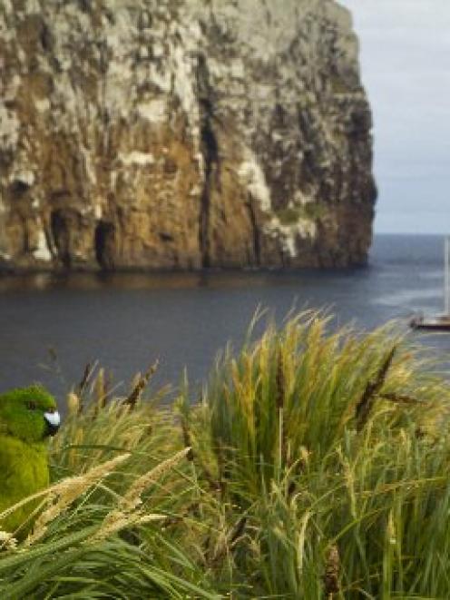 An Antipodes Island parakeet, endemic to the Sub Antarctic Islands, will benefit from a mouse...