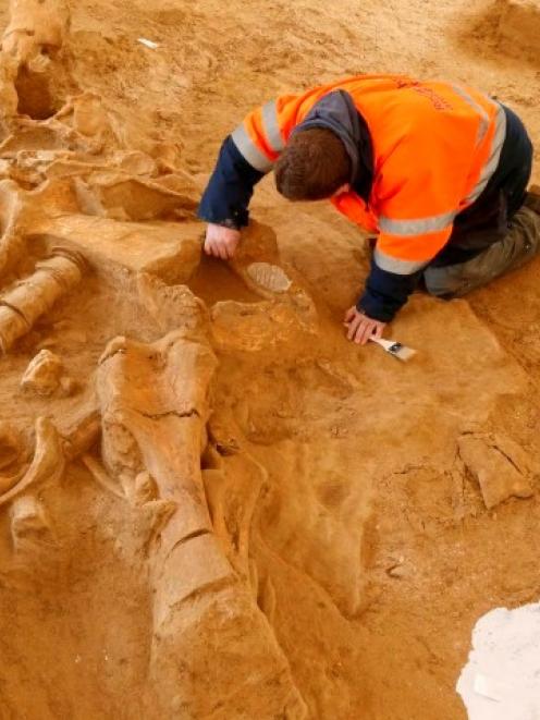 An archaeologist works to finish up the excavation of remains from a preserved woolly mammoth...