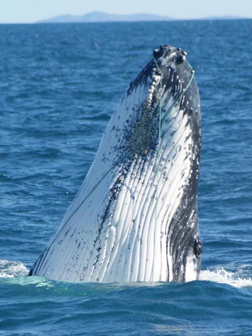 An entangled humpback whale photograhed previously off Banks Peninsula. Photo from DOC