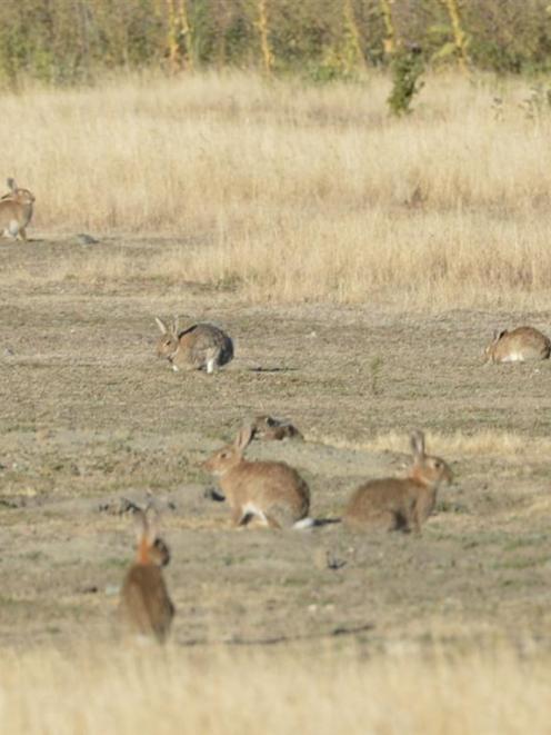 An example of the exploding rabbit population. Photo by ODT.