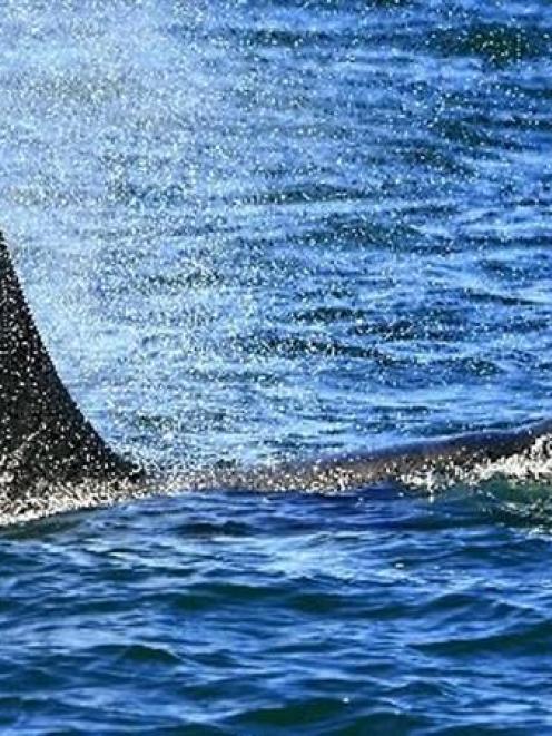 An Orca sighted from tourist boat the Monarch at Taiaroa Head this summer.