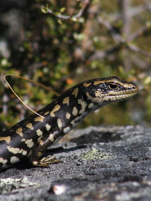 An Otago skink at Macraes Flat. Photo by Les Judd.