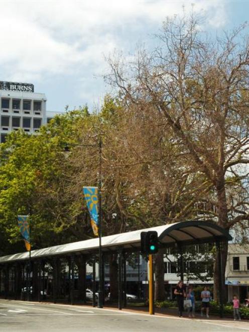 An unidentified fungal disease attacking Dunedin's 119-year-old Octagon plane trees may lead to...