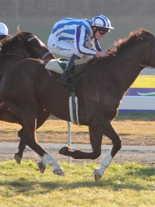 Anahera, who is attempting his third win on end today. Photo by Tayler Strong.