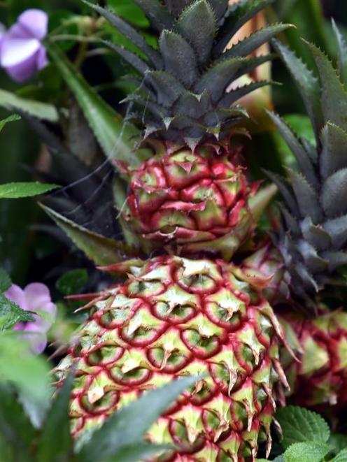 Ananas comosus. Photo by Peter McIntosh.