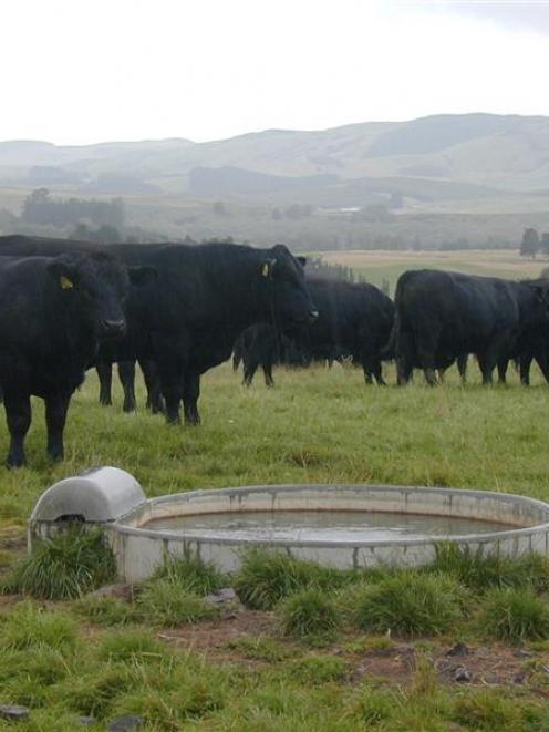 Angus cattle will be the first animals to have SNP Chip gene technology late this year to improve...