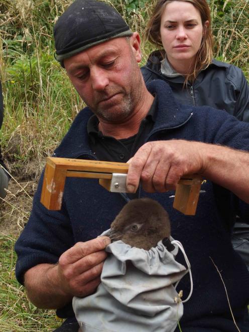 Ant Smith measures a yellow-eyed penguin chick at the Yellow-eyed Penguin Trust's Long Point...