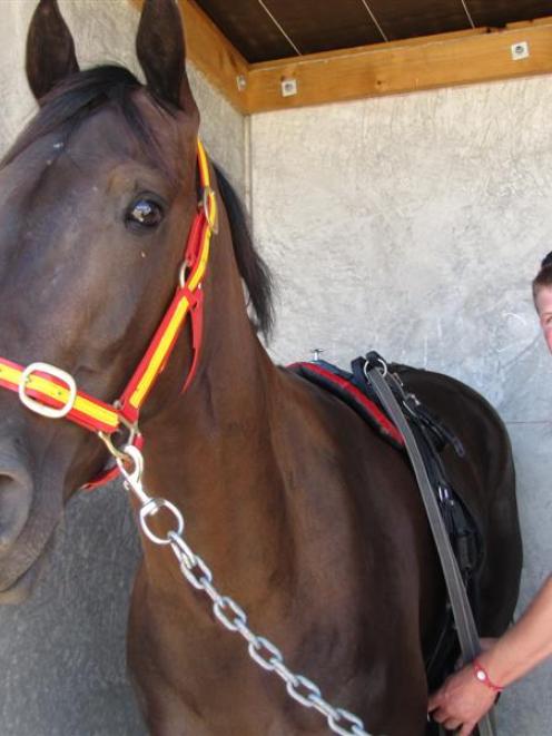 Anthony Gorman, of Winton, prepares for race  8 with 4-year-old gelding Curragh Abbey. Photo by...