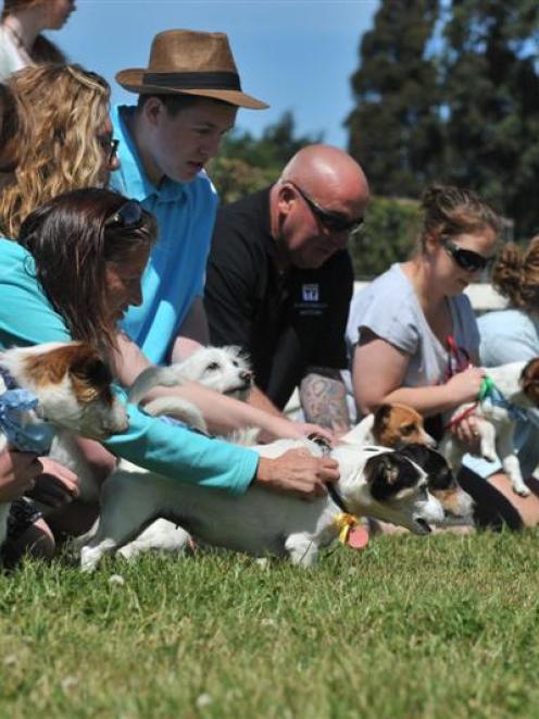 Anticipation builds before the Jack Russell terrier race begins. Photo by Gregor Richardson.