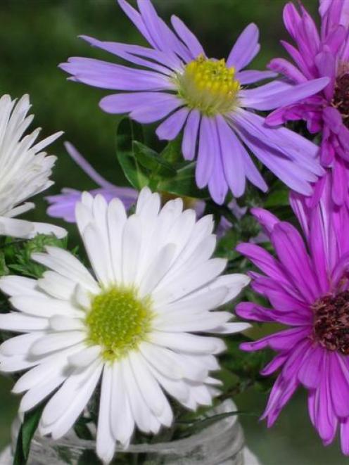 Any fine days are an opportunity to dig up, split and replant perennials, such as daisies. Photo...