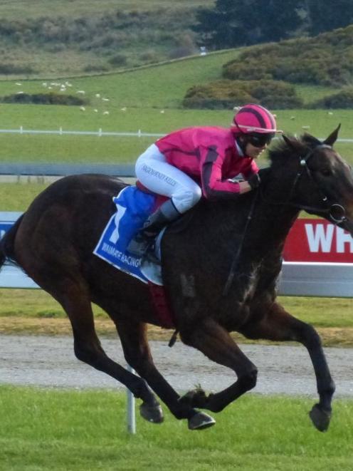 Anzac Star is back at Wingatui tomorrow to put in another honest effort. Photo by Matt SMith