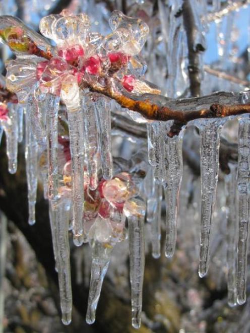 Apricot blossom in Earnscleugh, near Alexandra, after a night of frost fighting in spring 2012....