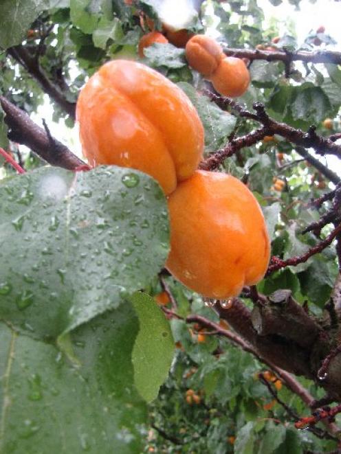 Apricots, as well as cherries, could be damaged by the persistent rain. Photo by Sarah Marquet.