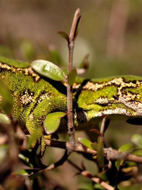 A jewelled gecko.  Photo by Stephen Jaquiery.