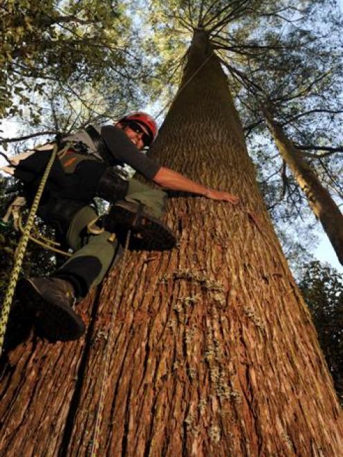 Arborist Drew Bristow, of Auckland, climbs New Zealand's tallest tree, an 80m eucalyptus in the...