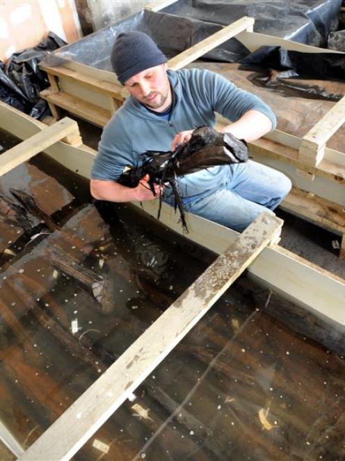 Archaeologist Jason Gay, of Southern Archaeology, checks a branch from the Wall Street causeway...