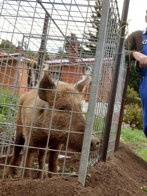 Archie Ross keeps an eye on a feral pig which had been munching away on his garden. Photo by...