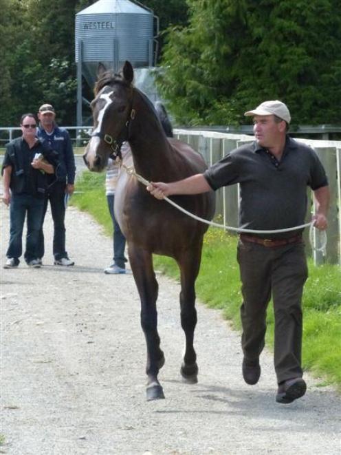 Arden Lodge proprietor John Stiven puts Arden's Rockstar (a Rocknroll Hanover-Arden's Darlin...