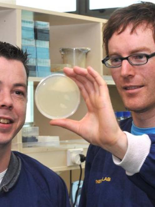 Assistant research fellow Raymond Staals (left) and Dr Peter Fineran, of the University of Otago...