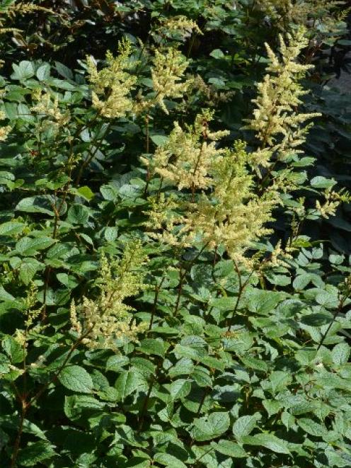 Astilbe rivularis. Photo by Gerard O'Brien