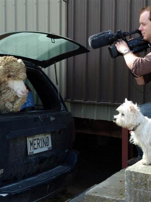 Auckland cameraman Cameron Bennett takes close-up footage of Shrek, with dog Mimi an interested...