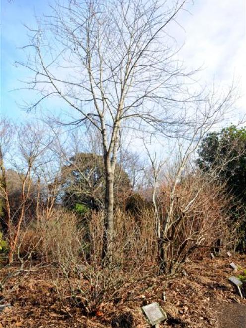 August is a good time to prune deciduous plants. Photo by Gregor Richardson.