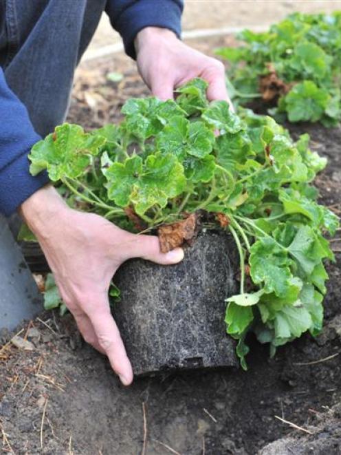 Autumn is a great time to plant as there is still some warmth in the soil to encourage root...