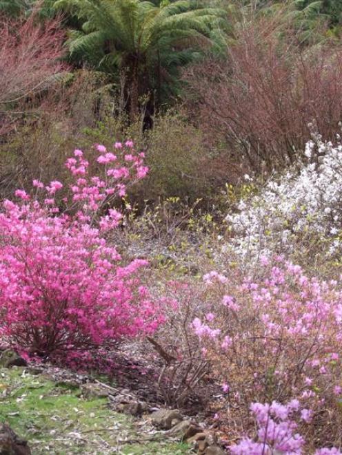 Azaleas, magnolias and maples light up a hillside at Emu Valley, in north Tasmania. Photos by...