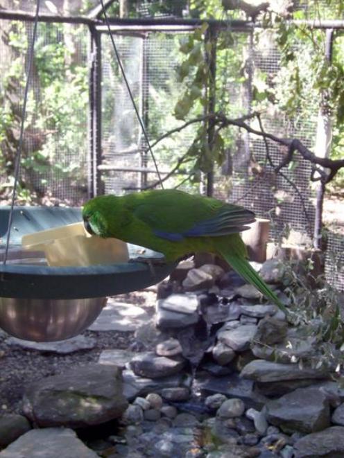 Banner, the male Antipodes Island parakeet, settles into his new enclosure at the Kiwi Birdlife...