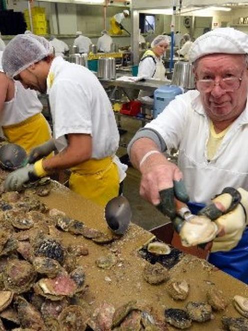 Barnes Oysters opener Neal (Beagle) Bradshaw (79) hard at work in Invercargill. Photo by Stephen...