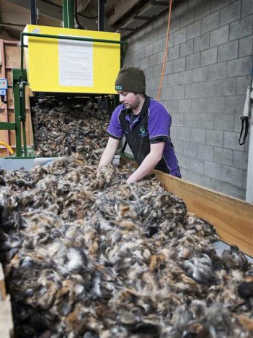 Basically Bush fur presser Roger Crombie checks and presses hand-plucked possum fur at the...
