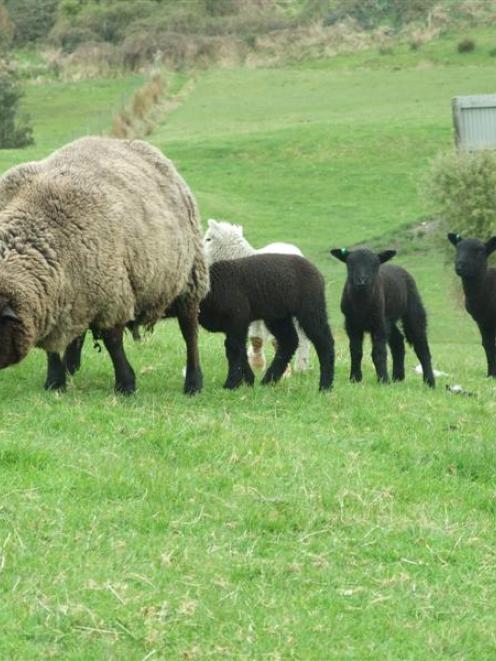 Beef and Lamb New Zealand statistics paint a rosy picture of lamb and mutton exports. Photo from...