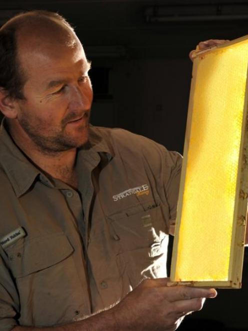 Beekeeper Blair Dale inspects a frame at Strathdale Honey in Middlemarch. Photo by Gerard O'Brien.