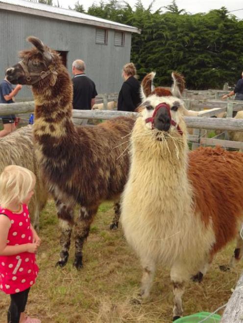 Bella Simons (3), of Palmerston, looks at a llama line-up at last week's Palmerston and Waihemo A...