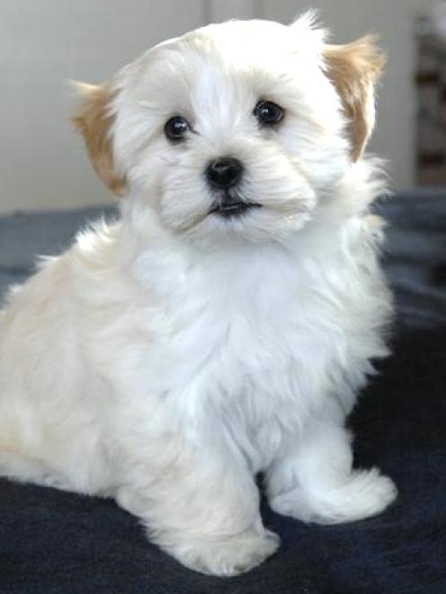 Bella, a Lhasa apso/shih tzu cross owned by Liz Young, of Dunedin. Photo by Linda Robertson.
