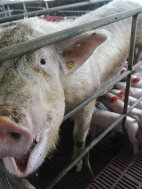 Pig pancreas cells could be implanted into diabetic human subjects.