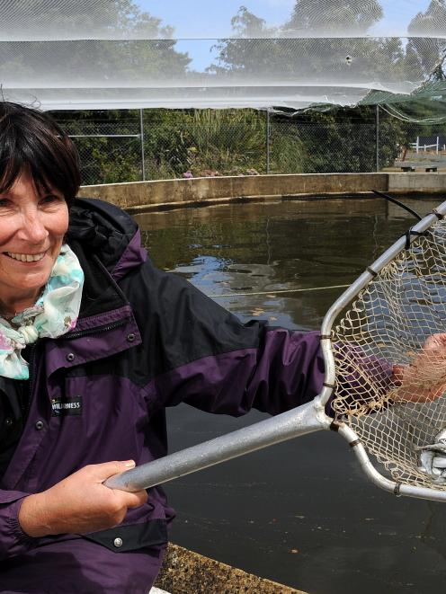 Betty Mason-Palmer nets a handful of some of the 80,000 smolt that are destined for release in...