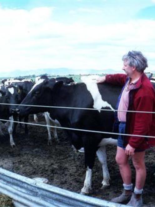 Big Sky founder Ewan Carr, of Patearoa, with his cows in a feeding bay on the Maniototo property...
